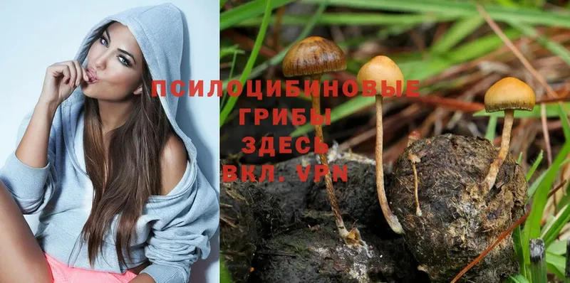 Псилоцибиновые грибы Psilocybine cubensis  Норильск 